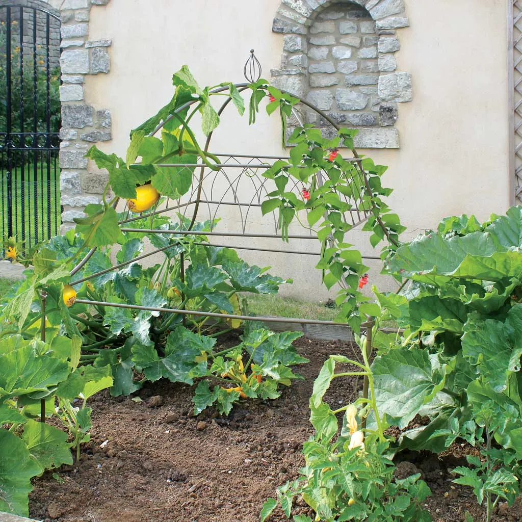 Square Ornamental Plant Frame